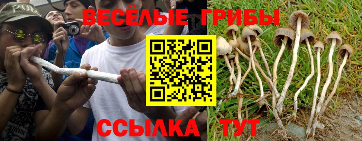 Псилоцибиновые грибы MAGIC MUSHROOMS  Вход с VPN  Горно-Алтайск 